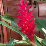 Alpinia purpurata Flower