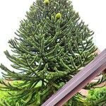 Araucaria araucanaFrunză