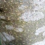 Tetradium daniellii Rinde