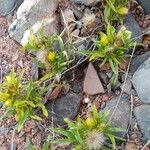 Pectis sessiliflora Hábito