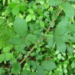 Rubus questieri その他の提案