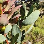 Protea caffra Leaf