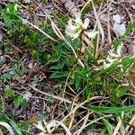 Astragalus australis Vivejo