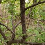 Prunus spinosa Кора