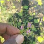 Ammannia senegalensis Flower