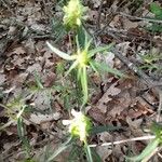 Melampyrum cristatum Λουλούδι