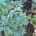 Dicentra eximia List