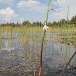 Lobelia dortmanna Tervik taim