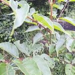 Tetradium daniellii Blatt