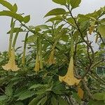 Brugmansia suaveolens Kukka