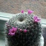 Mammillaria zeilmannianaКвітка