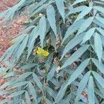 Mahonia fortunei Лист