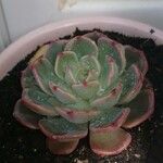 Echeveria colorataList