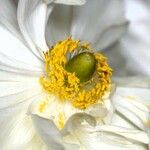 Paeonia lactiflora Цветок