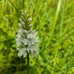 Orchis mascula x Orchis militaris Flower