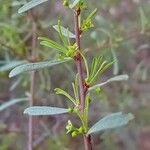 Rhamnus lycioides Deilen