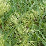 Bromus tectorum Flower