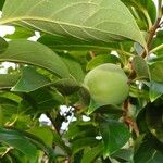 Diospyros kaki 葉