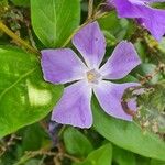 Vinca majorBlüte