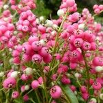 Syzygium pancheri ഫലം
