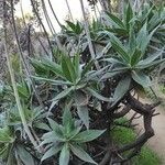 Echium candicansLeaf