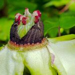 Paeonia × suffruticosa Plod