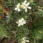 Ricinocarpos pinifolius Bloem