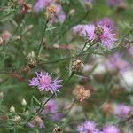 Centaurea splendens Flower