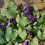 Viola odorata عادت داشتن