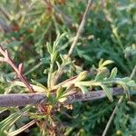 Pycnocomon rutifolium Hoja