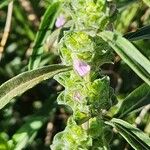Meiosperma bracteatum Λουλούδι