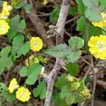 Merremia hederacea Flor