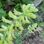 Corydalis cheilanthifolia Flor