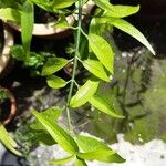 Clinacanthus nutans Leaf