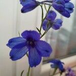 Delphinium ajacisFlor