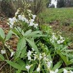 Cardamine heptaphyllaFlower