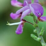 Desmodium cuspidatum Flor