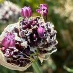 Allium scorodoprasum 花