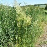 Trisetum flavescens Habit