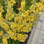 Verbascum lychnitis Alkat (teljes növény)