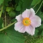 Anemone x hybrida 花