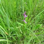 Anacamptis palustris Flor