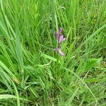 Anacamptis palustris Fiore