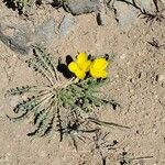 Oenothera primiveris List