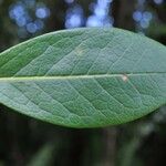 Chionanthus broomeanus Feuille