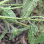Malachra fasciata Fuelha