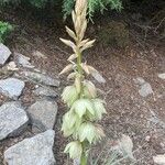 Yucca glauca 花