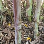 Helianthus salicifolius പുറംതൊലി