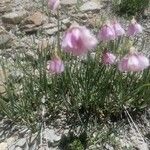 Allium narcissiflorum Hoja