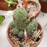 Rebutia minuscula Tervik taim